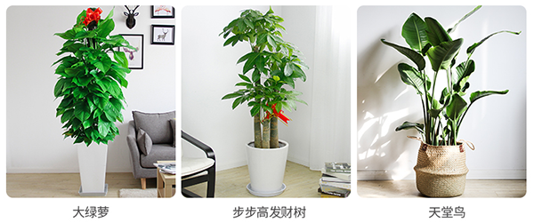 前台大型绿植,定做前台绿植 前台大型绿植,定做前台绿植